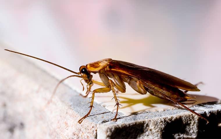 an american cockroach crawling alog the edge of a stone structure inside of a pennsylvania home