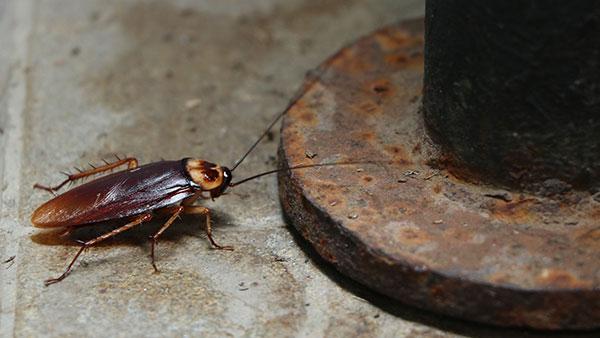 cockroach near pole