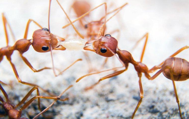 fire ants fighting over food
