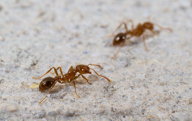 fire ants walking in a line