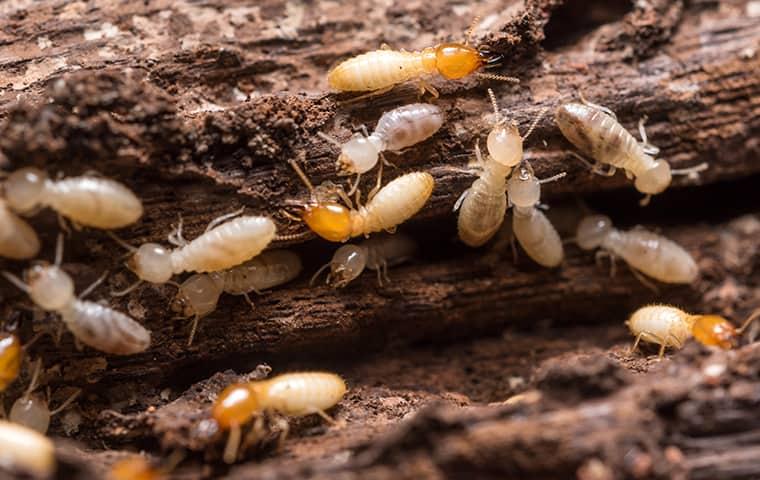 a termite colony destroying wood at a home in pennsylvania