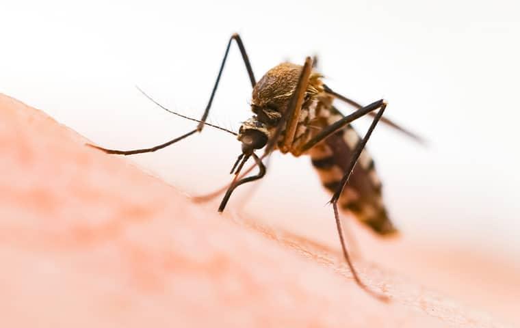 a mosquito biting a persons leg in chester county