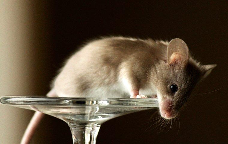 mouse on wine glass