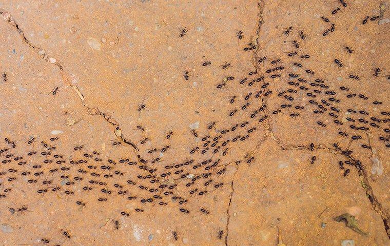 ants in basement