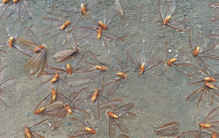 termite swarmers on a patio