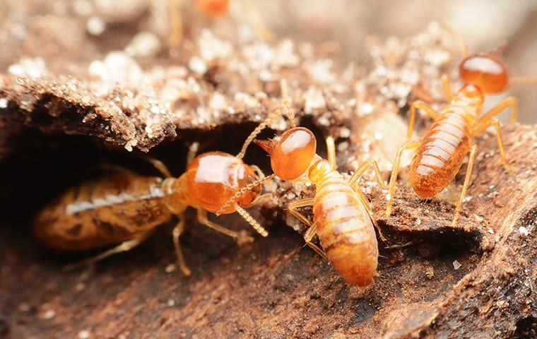a swarm of termites infesting a montgomery county home