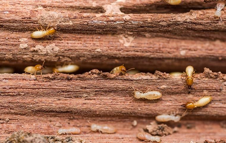 Prepare Your Property For Termite Season a swarm of termites chewing through a wooden structure of a norristown home