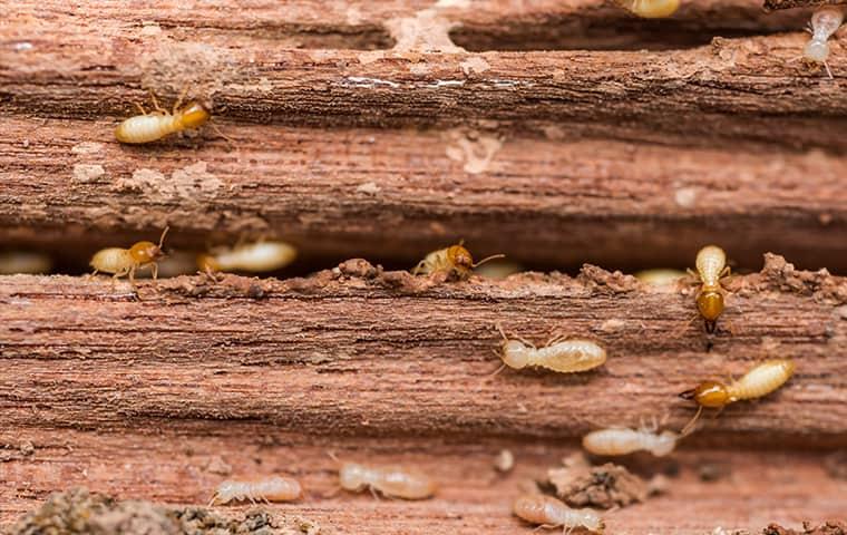 a swarm of termites chewing through a wooden structure of a norristown home