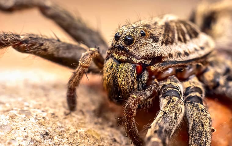 a wolf spider outside of a home