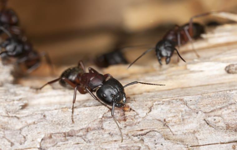 carpenter ants chewing wooden framework of a norristown home