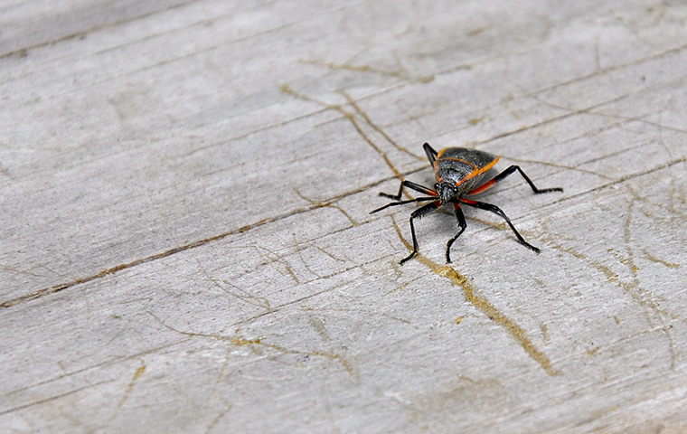 a box elder bug outside of a home in berks county pennsylvania