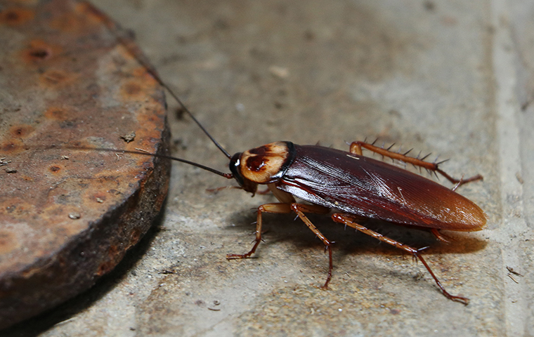 a cockroach crawling inside a home in delaware