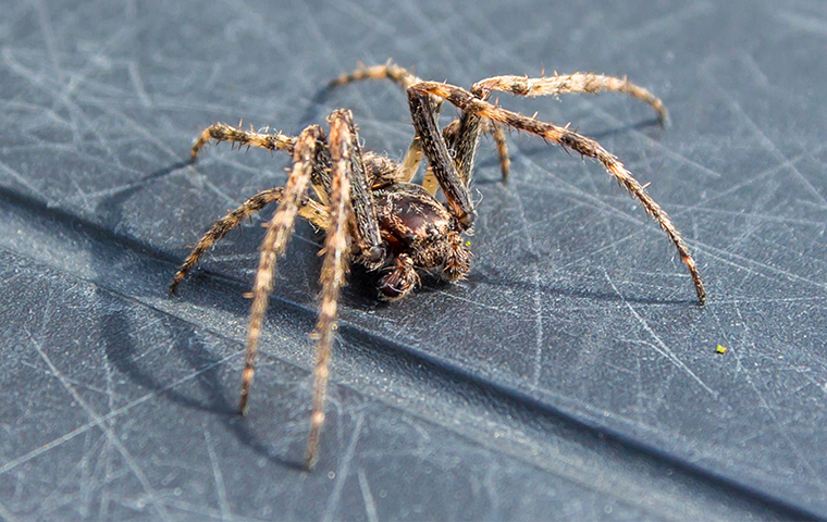 Gain Knowledge Of Common Pests a spider crawling inside a home in chester