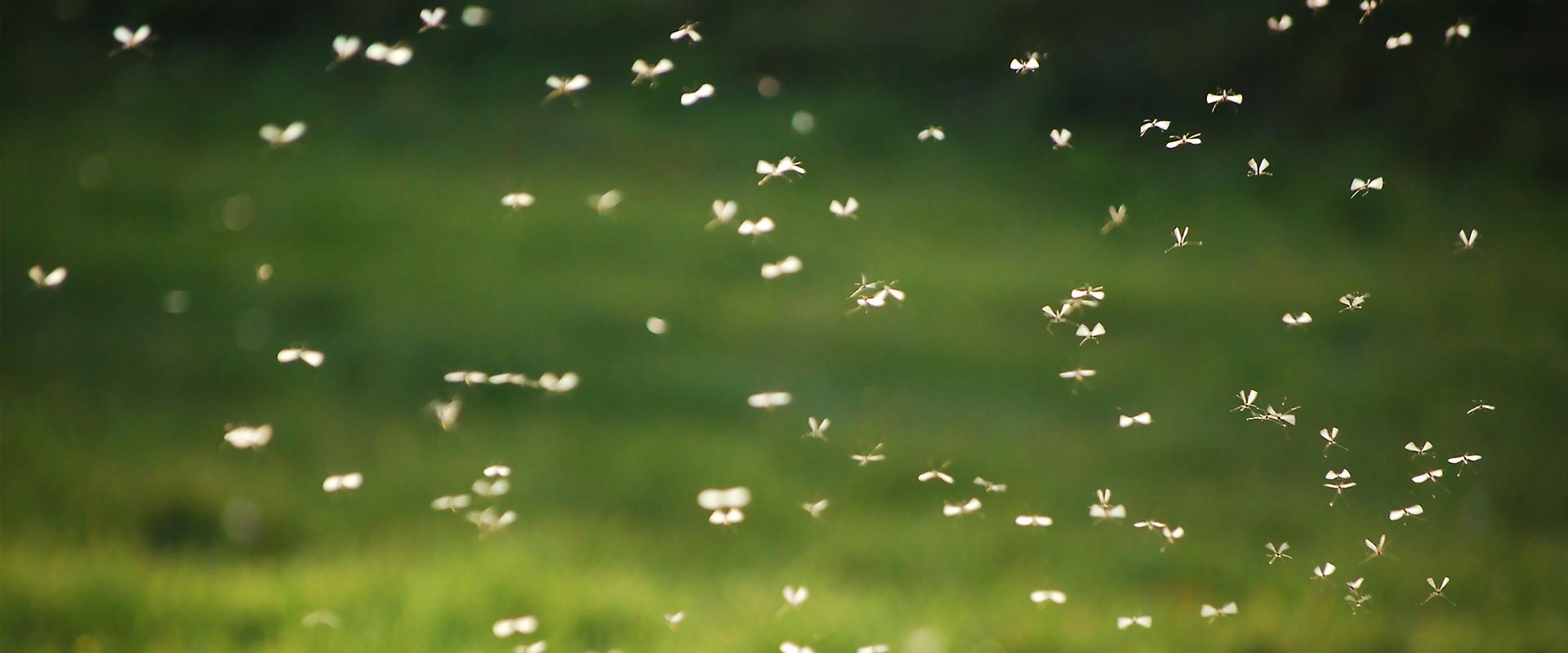a swarm of mosquitoes in montgomery county pennsylvania