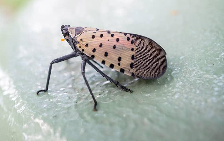 a lanternfly inside of a home in montgomery county pennsylvania