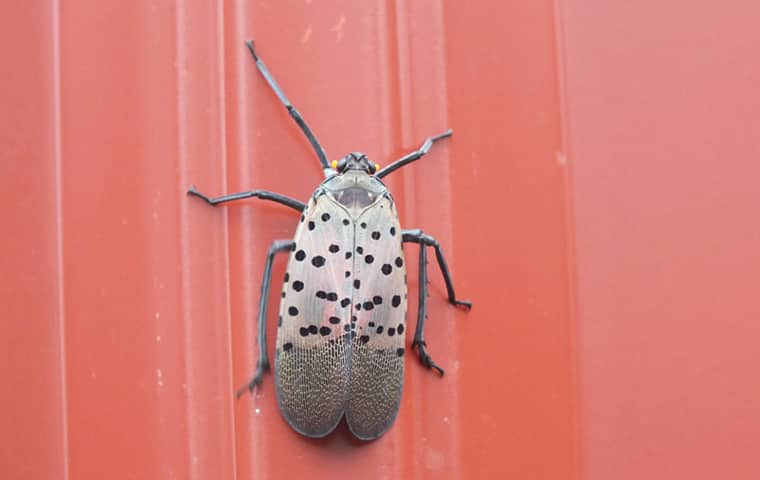 a lanternfly outside of a home in bucks county pennsylvania