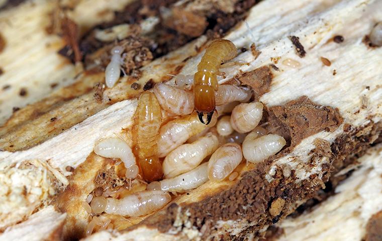 Termite Prevention Will End Up Saving You Money a group of termites crawling on damaged wood at a home in chester county pennsylvania