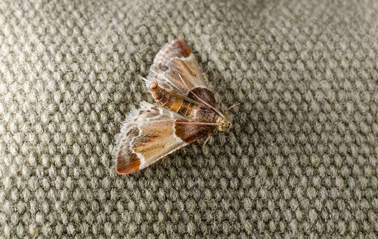 a moth on a persons coat in delaware county pennsylvania