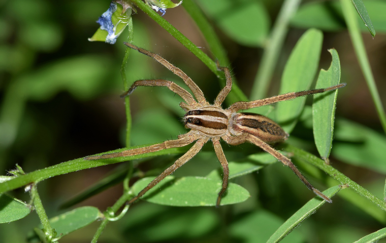 a spider on a plant outside of a home in pennsylvania