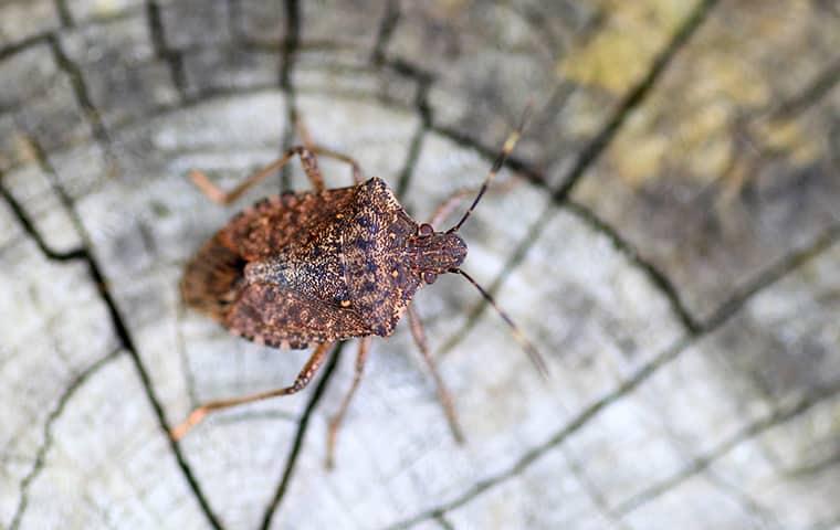 a stink bug outside of a home in chester county pennsylvania