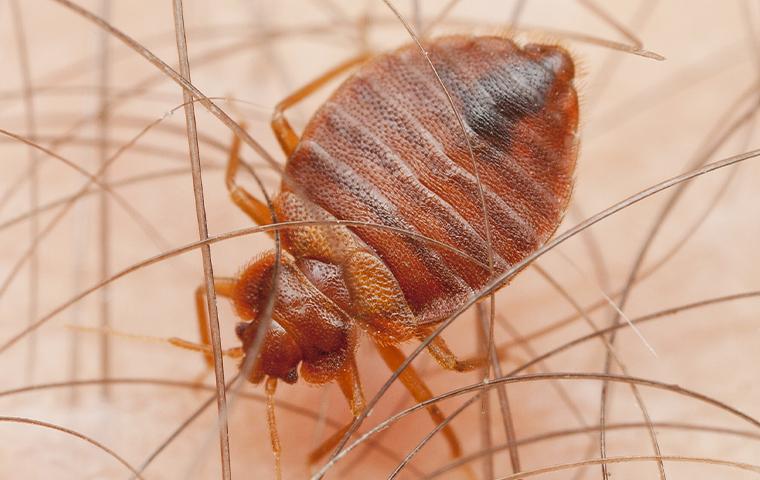 a bedbug on skin