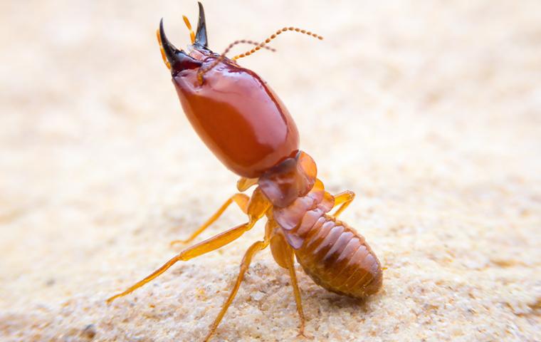 Best Termite Control