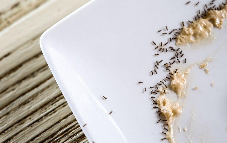 ants eating paste off a plate