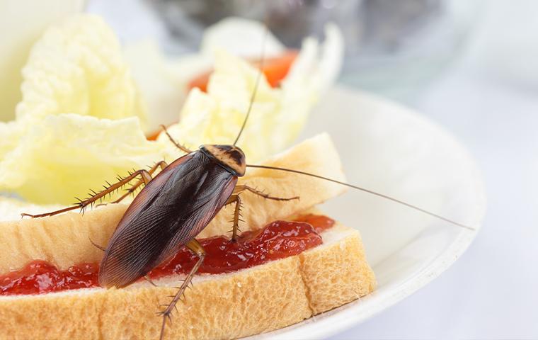 cockroach crawling on a sandwich