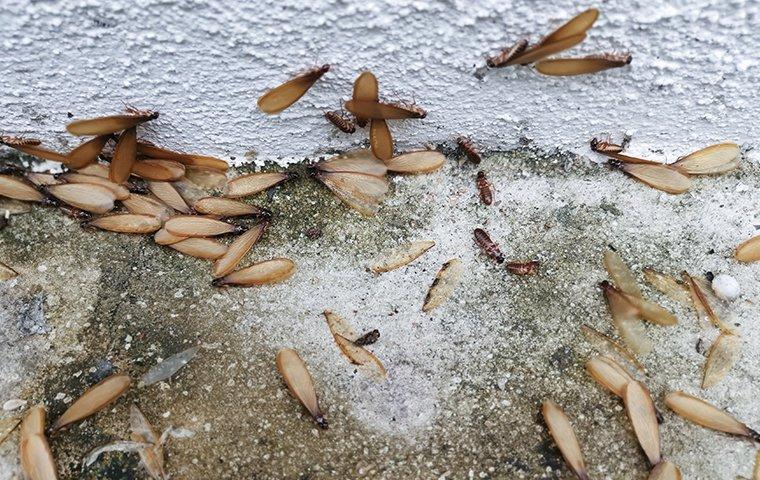 termite swarmers invading a home