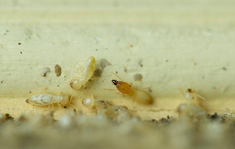 termites chewing on a wooden trim