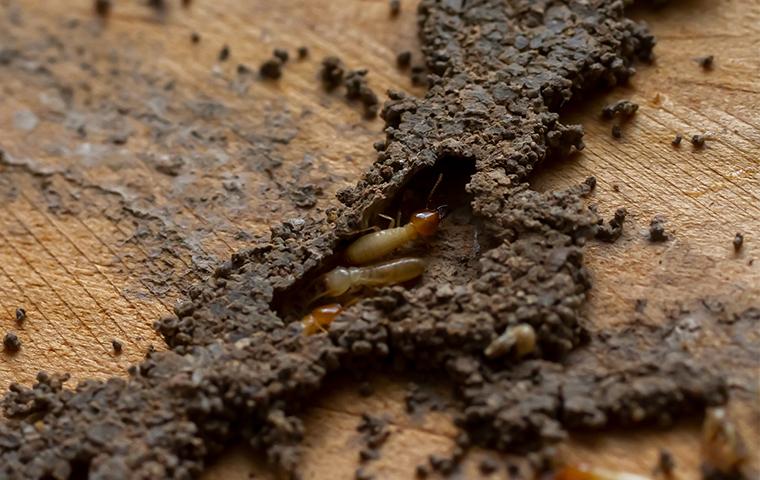 termites on a floor