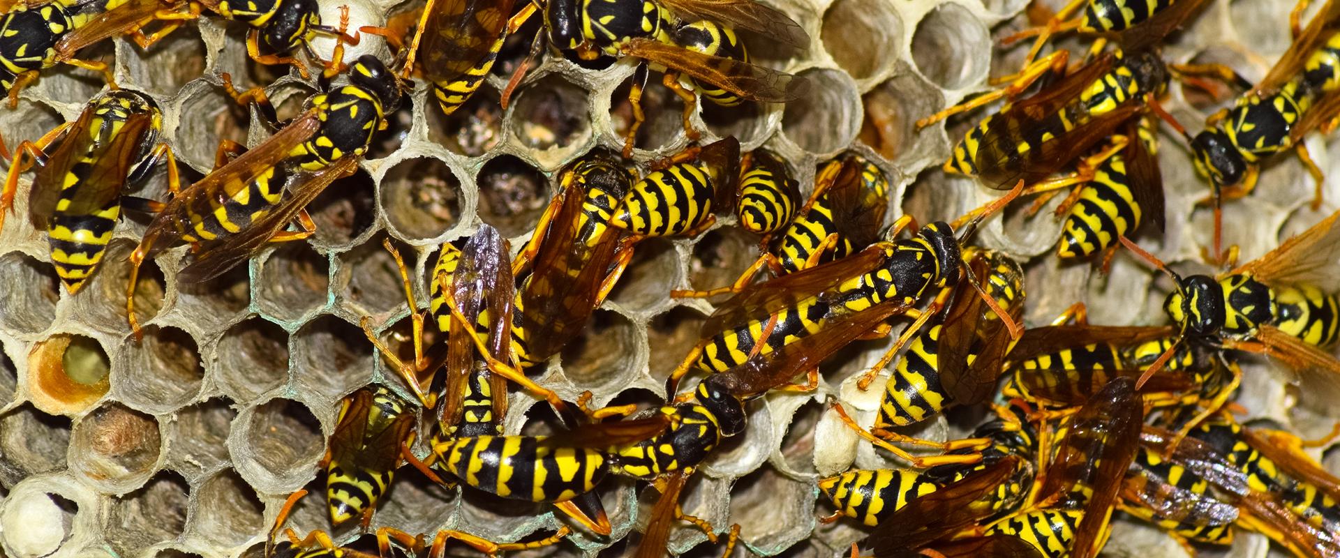 wasps gathered on the nest