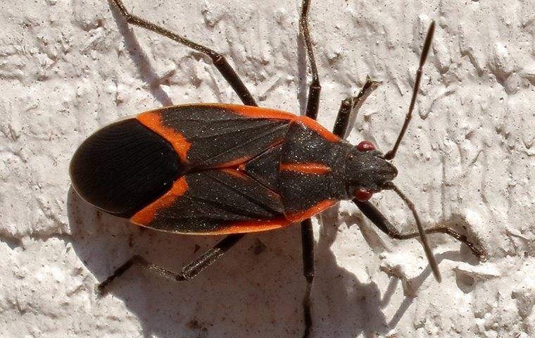 Blog - How To Get Rid Of Boxelder Bugs In Fairfax