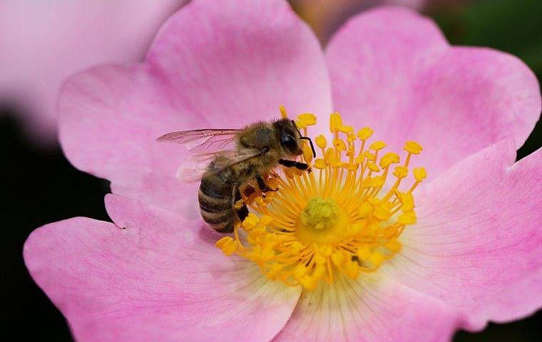 honey bee on pink flower