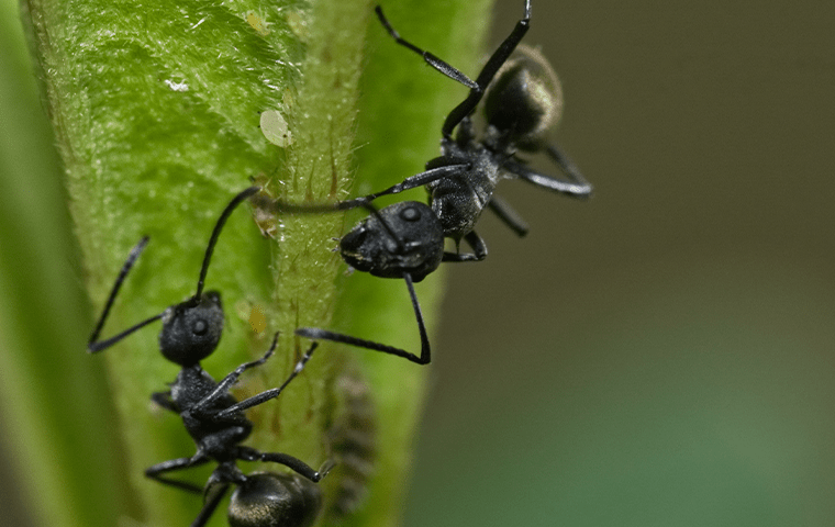 odorous ant on a leaf