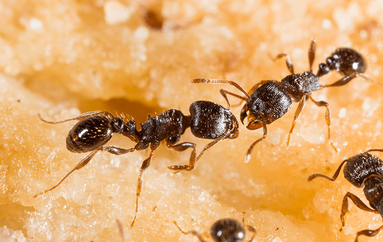 pavement ants on food