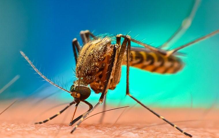 a mosquito on human skin