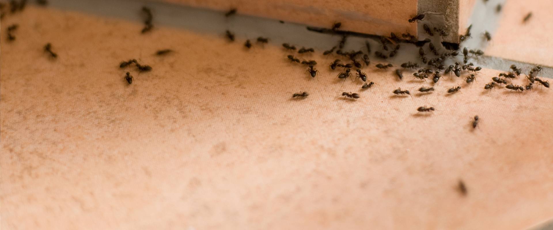 ants on a bathroom floor