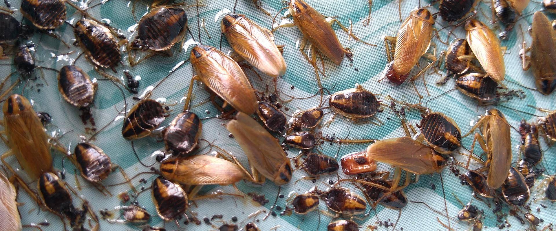 cockroaches on glue trap