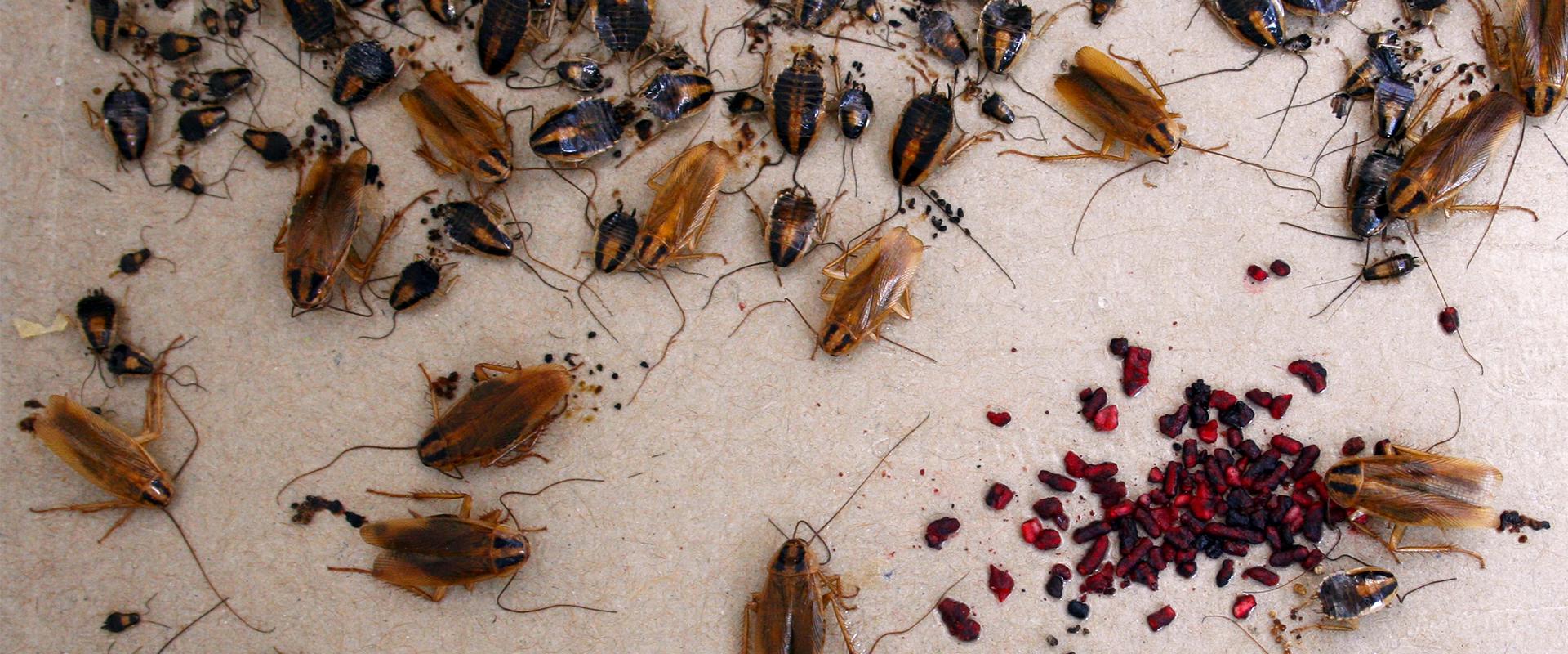 cockroaches on a glue board