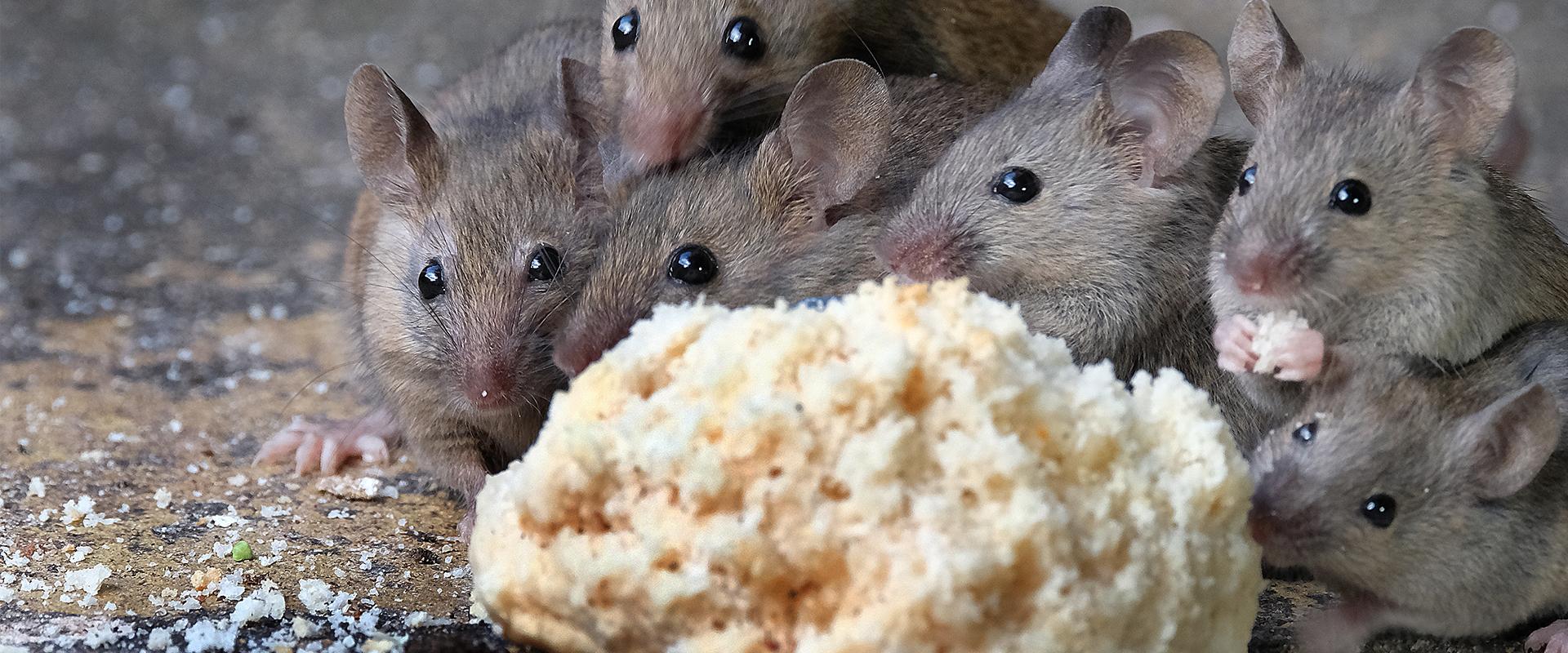 mice eating a biscuit