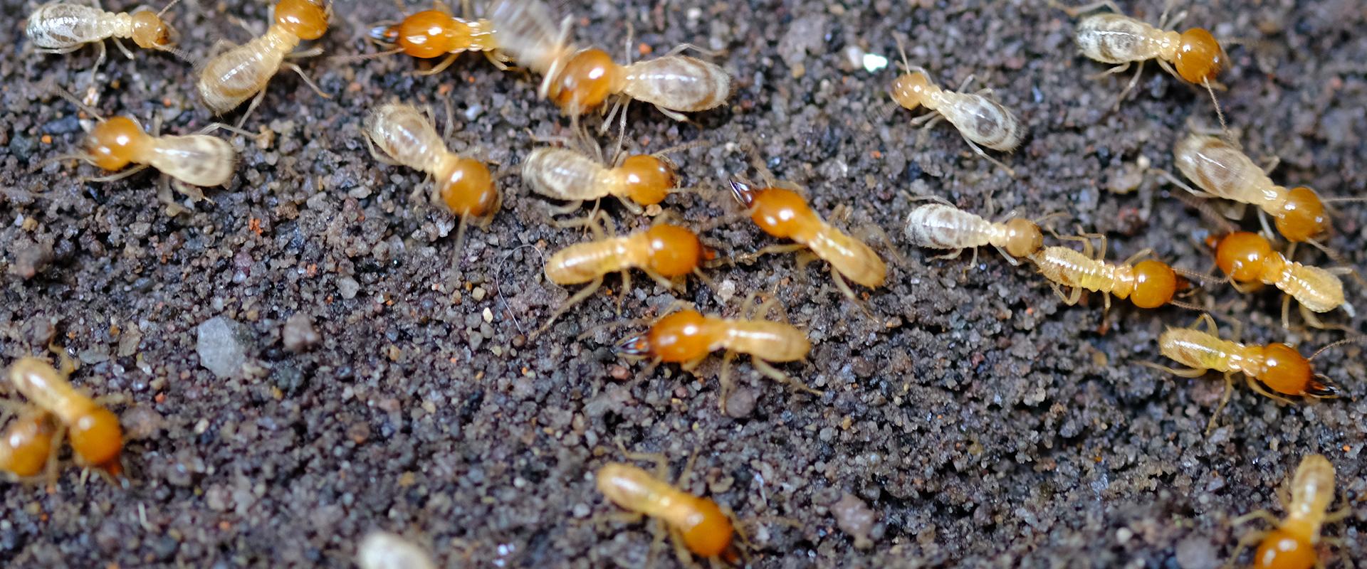 termites on the dirt
