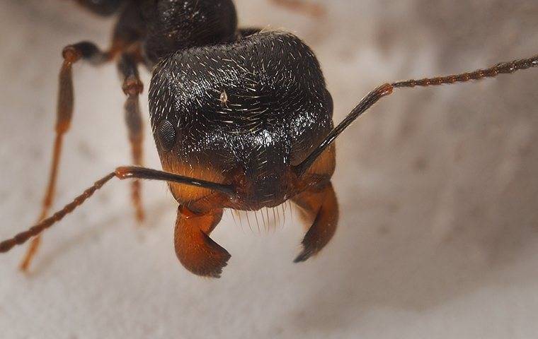 a close up of an ant's face