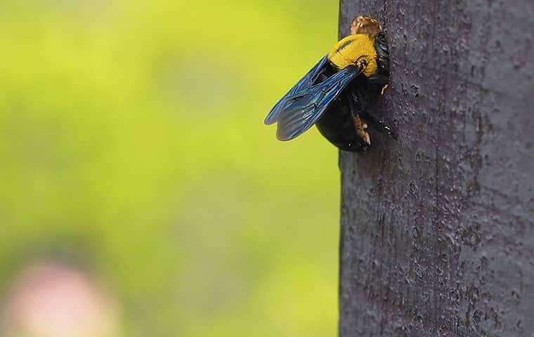bee in tree