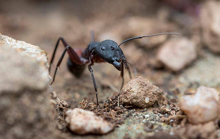ant near rocks