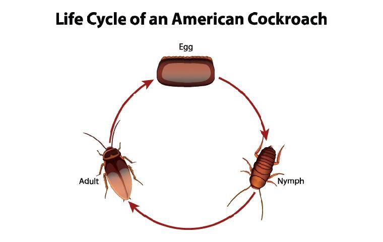 life cycle of a cockroach
