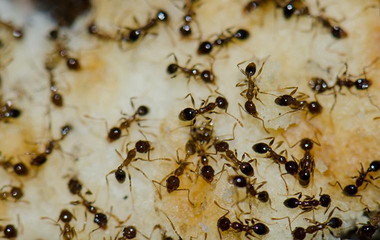 argentine ants on bread