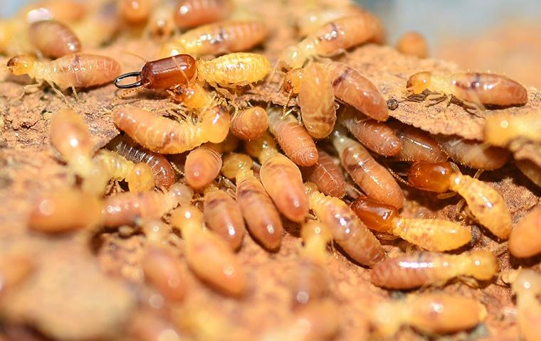 many eastern subterranean termites in sawdust