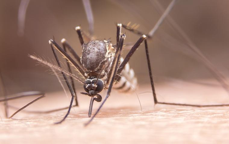 a yellow fever mosquito biting a mans hand in search of blood