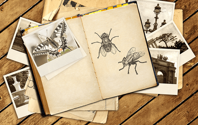images of common pests found on parchment style paper notebooks